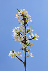 Image showing Blackthorn (Prunus spinosa)