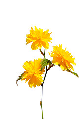 Image showing Kerria (Kerria japonica)