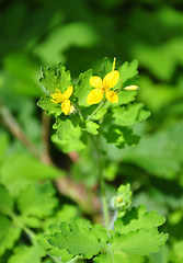 Image showing Greater celandine (Chelidonium majus)