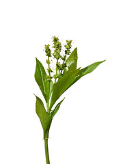 Image showing Dog's mercury (Mercurialis perennis)