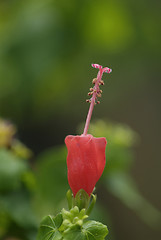 Image showing Bud of hibiscus flower