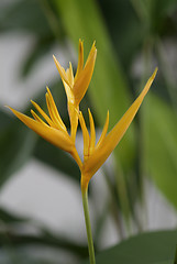 Image showing Bird of paradise flower