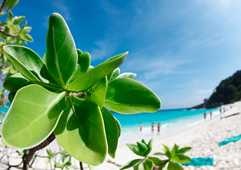 Image showing Paradise beach.