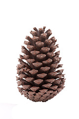 Image showing forest cone