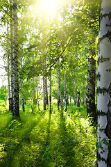 Image showing summer birch woods with sun