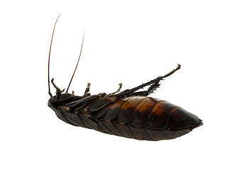 Image showing dead cockroach