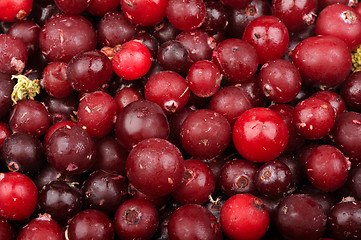 Image showing background of frozen cranberries