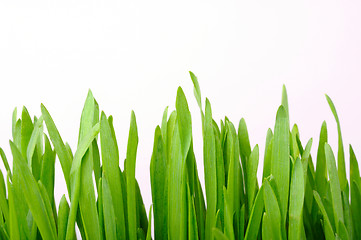 Image showing young shoots of grass on white background