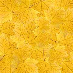Image showing background of dry yellow maple leaves