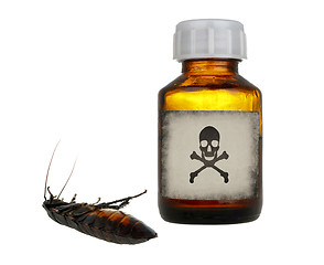 Image showing old bottle of poison and dead cockroach