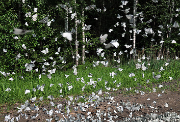 Image showing Butterflies in the Air