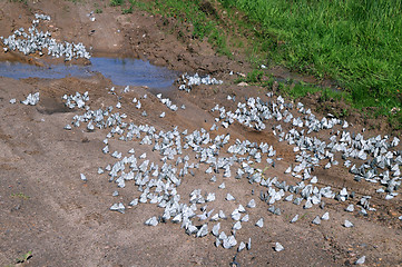 Image showing Butterflies on the Dirt Road