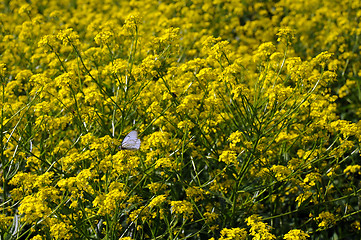 Image showing Butterfly and Yellow Flowers