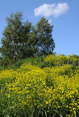 Image showing Tall Crowfoot Flowers and Birch Trees