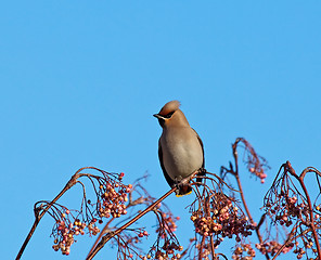 Image showing Bohemian Waxwing