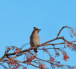 Image showing Bohemian Waxwing on Rowan