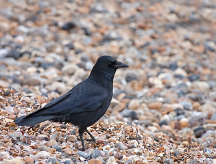 Image showing Carrion Crow on Seaford Beach