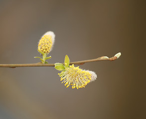 Image showing Catkins