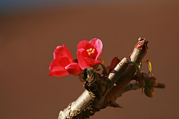 Image showing Chaenomeles flower