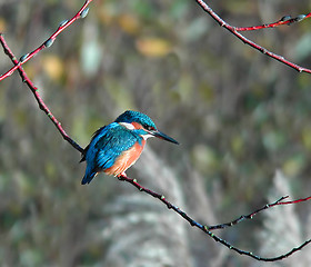 Image showing Common Kingfisher