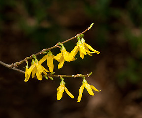 Image showing Forsythia