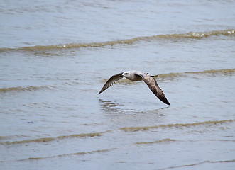 Image showing Gull Skimming Waves