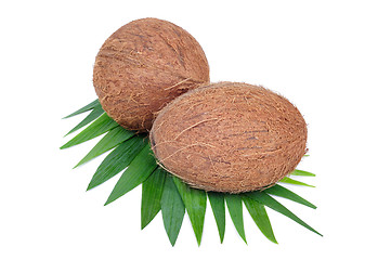 Image showing Coconut fruit isolated on white background