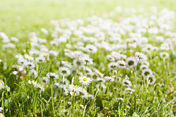 Image showing daisies blossoming on a glade