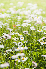 Image showing daisies blossoming on a glade