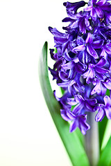 Image showing blue hyacinth 