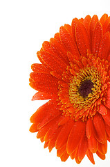Image showing Red gerbera flower 