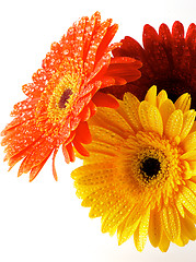 Image showing Red, Orange and Yellow gerbera flowers