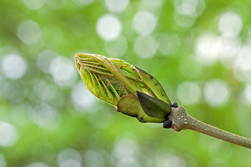 Image showing Leaf Bud