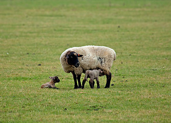 Image showing Sheep and lambs