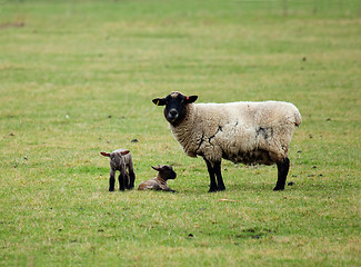 Image showing Sheep and Lambs