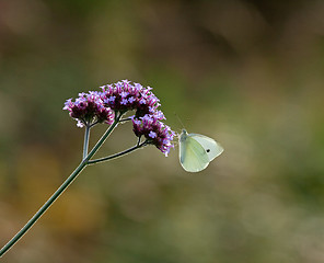 Image showing Small White butterfly