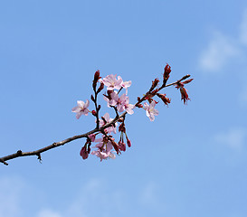 Image showing Spring Blossom