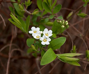 Image showing White Spring Flower