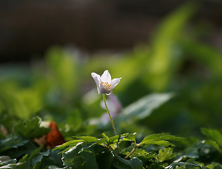Image showing Wind Flower or Wood Anemone