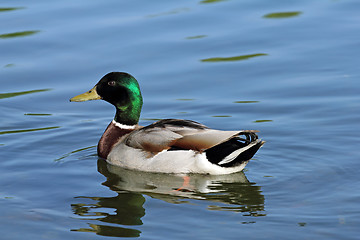 Image showing mallard on the lake