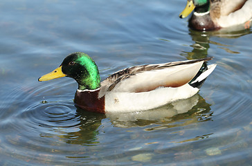 Image showing mallard on the lake