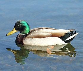 Image showing mallard on the lake