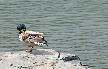 Image showing mallard on a rock