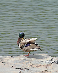 Image showing mallard on a rock