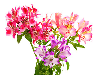 Image showing Bouquet of lilies (alstroemeria)