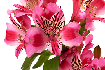 Image showing Lilies (alstroemeria) close-up view.