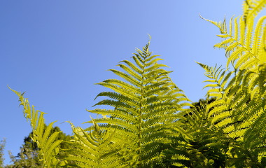 Image showing Fern verdant twig leaves on background of blue sky 