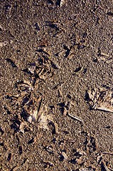 Image showing Closeup maple leaves and seeds on asphalt sunlight 