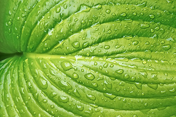 Image showing Big leaf with water drops