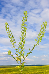 Image showing Field Pennycress plant